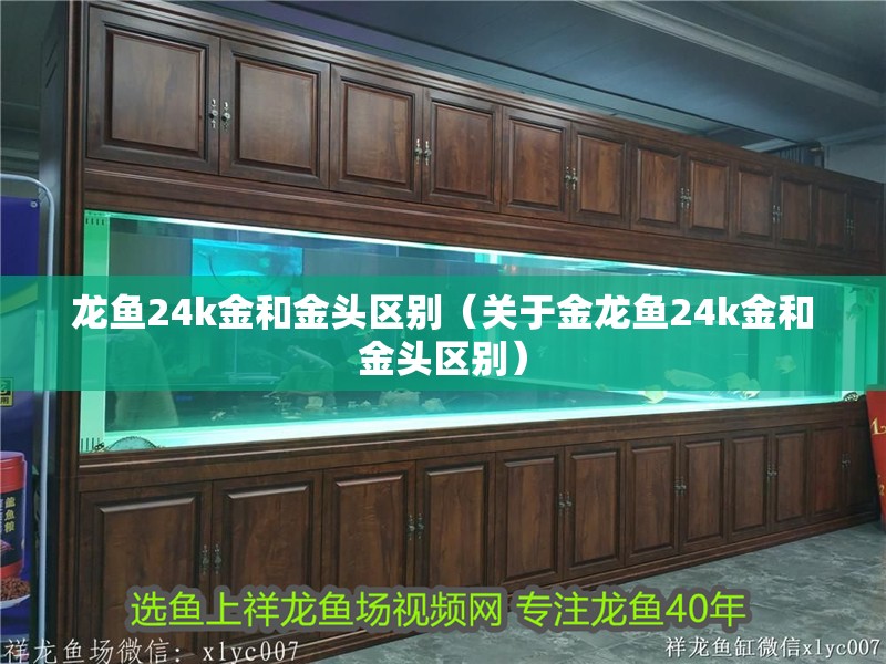 龍魚24k金和金頭區別（關于金龍魚24k金和金頭區別）