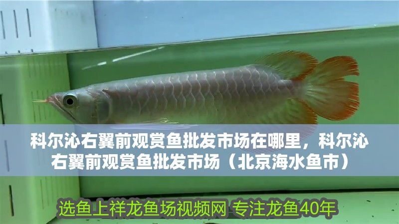 科爾沁右翼前觀賞魚批發(fā)市場在哪里，科爾沁右翼前觀賞魚批發(fā)市場（<strong><mark>北京</mark></strong>海水魚市）