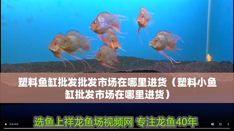 塑料魚缸批發批發市場在哪里進貨（塑料小魚缸批發市場在哪里進貨）