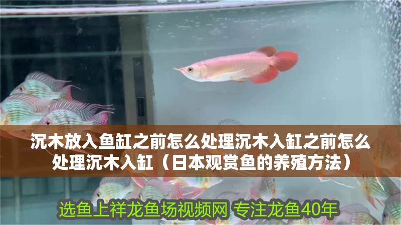 沉木放入魚缸之前怎么處理沉木入缸之前怎么處理沉木入缸（日本觀賞魚的養殖方法）