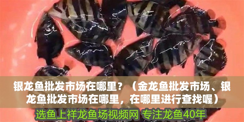 銀龍魚批發市場在哪里？（金龍魚批發市場、銀龍魚批發市場在哪里，在哪里進行查找喔）