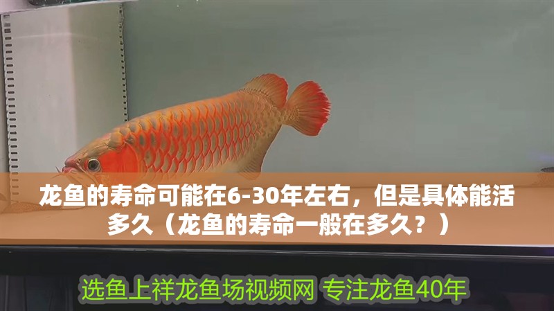 龍魚的壽命可能在6-30年左右，但是具體能活多久（龍魚的壽命一般在多久？）