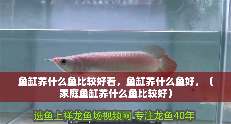 魚缸養(yǎng)什么魚比較好看，魚缸養(yǎng)什么魚好，（家庭魚缸養(yǎng)什么魚比較好）