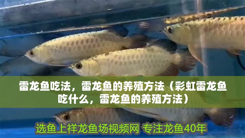 雷龍魚吃法，雷龍魚的養(yǎng)殖方法（彩虹雷龍魚吃什么，雷龍魚的養(yǎng)殖方法）