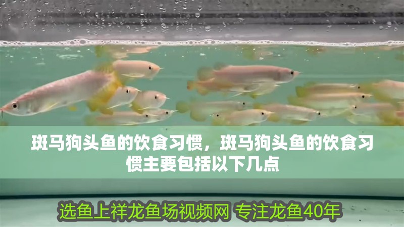 斑馬狗頭魚的飲食習慣，斑馬狗頭魚的飲食習慣主要包括以下幾點 斑馬狗頭魚的飲食習慣，斑馬狗頭魚的飲食習慣主要包括以下幾點 觀賞魚百科