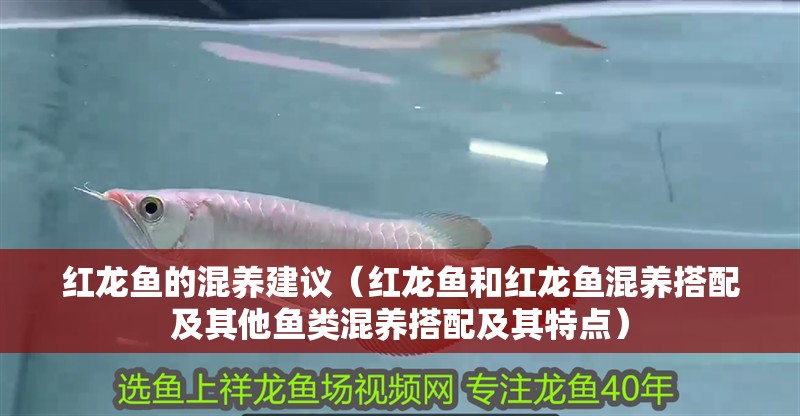 紅龍魚的混養建議（紅龍魚和紅龍魚混養搭配及其他魚類混養搭配及其特點）