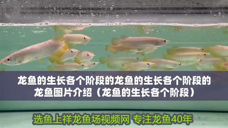 龍魚的生長各個階段的龍魚的生長各個階段的龍魚圖片介紹（龍魚的生長各個階段）