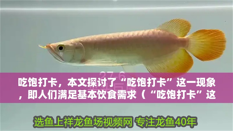 吃飽打卡，本文探討了“吃飽打卡”這一現象，即人們滿足基本飲食需求（“吃飽打卡”這一現象）