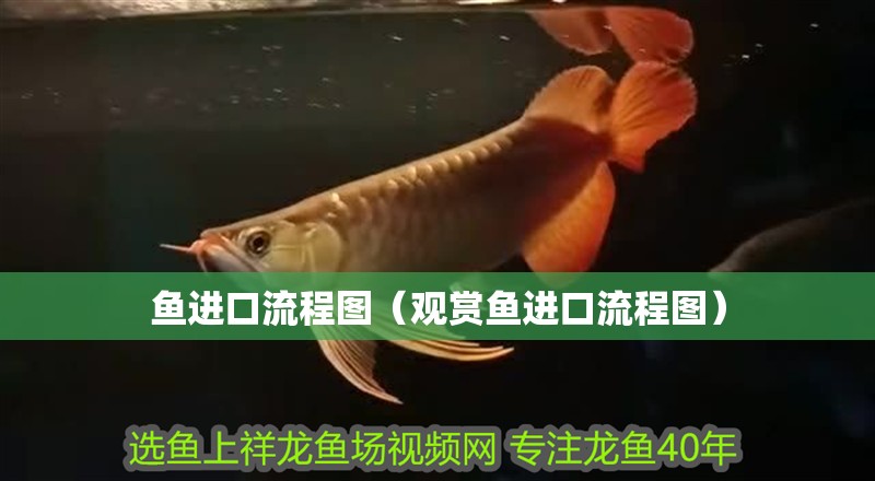 魚進(jìn)口流程圖（觀賞魚進(jìn)口流程圖）