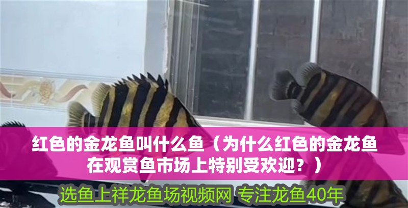 紅色的金龍魚叫什么魚（為什么紅色的金龍魚在觀賞魚市場上特別受歡迎？）