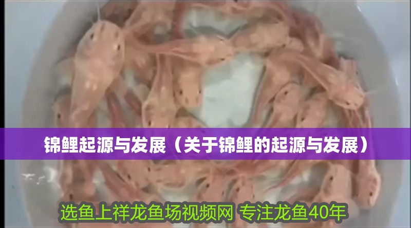 錦鯉起源與發展（關于錦鯉的起源與發展）