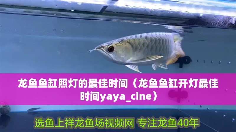 龍魚魚缸照燈的最佳時間（龍魚魚缸開燈最佳時間yaya_cine）