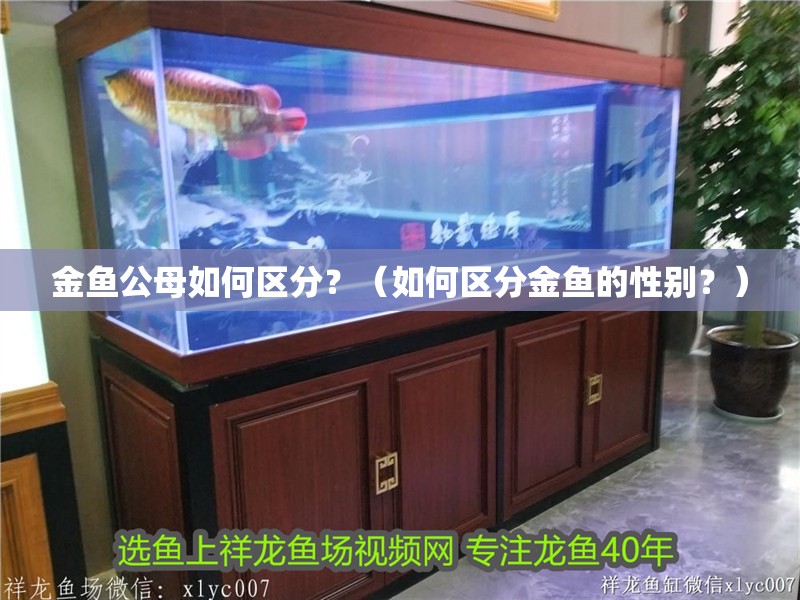 金魚公母如何區分？（如何區分金魚的性別？）