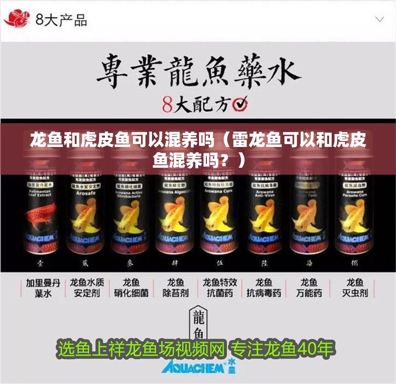 龍魚和虎皮魚可以混養嗎（雷龍魚可以和虎皮魚混養嗎？）