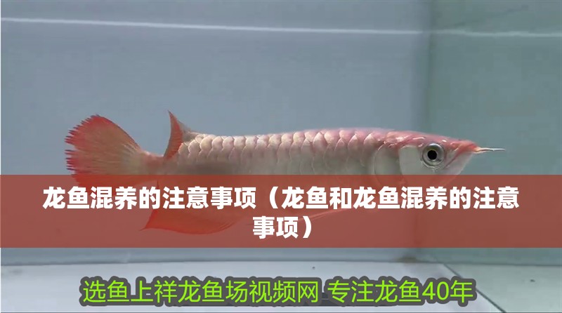 龍魚(yú)混養(yǎng)的注意事項(xiàng)（龍魚(yú)和龍魚(yú)混養(yǎng)的注意事項(xiàng)） 龍魚(yú)混養(yǎng)的注意事項(xiàng)（龍魚(yú)和龍魚(yú)混養(yǎng)的注意事項(xiàng)） 觀賞魚(yú)百科 第2張