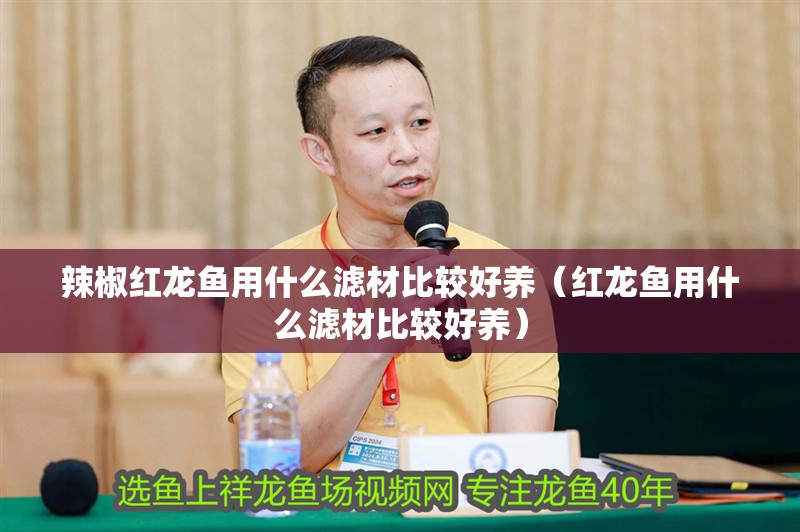辣椒紅龍魚用什么濾材比較好養（紅龍魚用什么濾材比較好養）