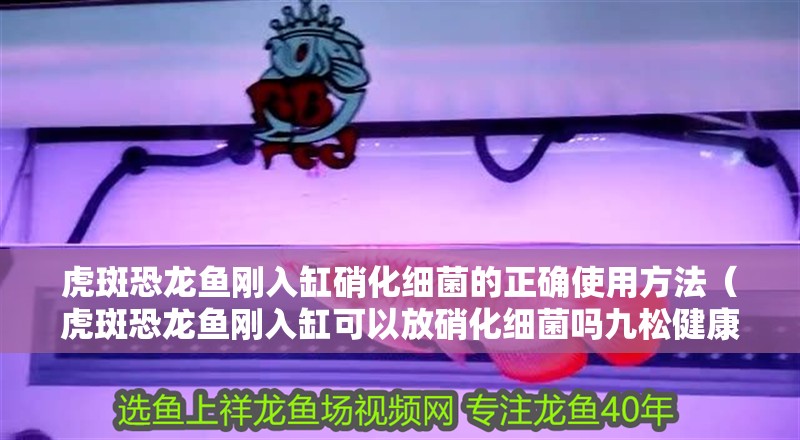 虎斑恐龍魚剛?cè)敫紫趸?xì)菌的正確使用方法（虎斑恐龍魚剛?cè)敫卓梢苑畔趸?xì)菌嗎九松健康硝化細(xì)菌的正確使用方法）