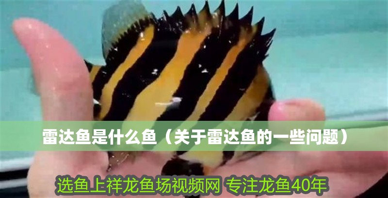 雷達(dá)魚是什么魚（關(guān)于雷達(dá)魚的一些問題）