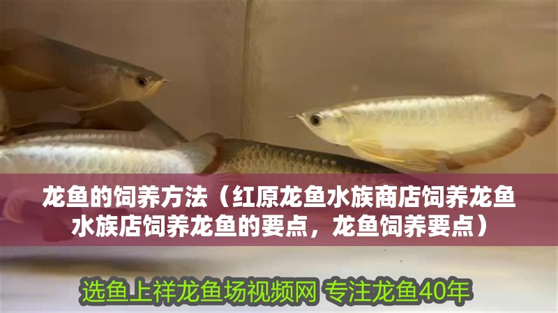 龍魚的飼養方法（紅原龍魚水族商店飼養龍魚水族店飼養龍魚的要點，龍魚飼養要點）