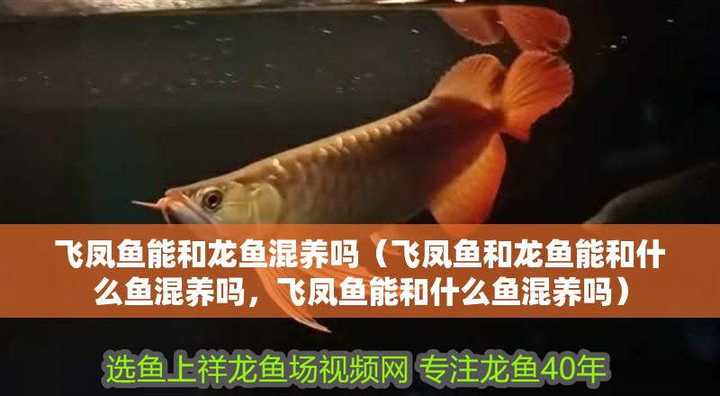 飛鳳魚能和龍魚混養嗎（飛鳳魚和龍魚能和什么魚混養嗎，飛鳳魚能和什么魚混養嗎）