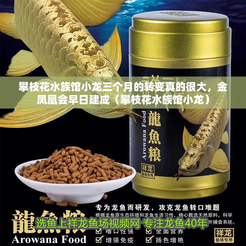 攀枝花水族館小龍三個月的轉變真的很大，金鳳凰會早日建成（攀枝花水族館小龍）