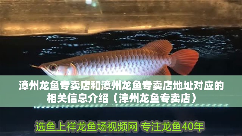 漳州龍魚專賣店和漳州龍魚專賣店地址對應的相關信息介紹（漳州龍魚專賣店）