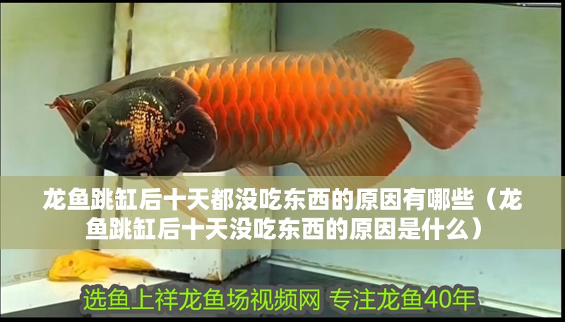 龍魚跳缸后十天都沒吃東西的原因有哪些(龍魚跳缸后十天沒吃東西的原因是什么) 觀賞魚百科 第2張 龍魚跳缸后十天都沒吃東西的原因有哪些(龍魚跳缸后十天沒吃東西的原因是什么) 龍魚跳缸后十天都沒吃東西的原因有哪些(龍魚跳缸后十天沒吃東西的原因是什么) 觀賞魚百科 第2張