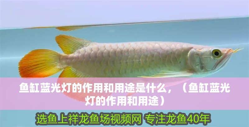 魚缸藍光燈的作用和用途是什么，（魚缸藍光燈的作用和用途） 魚缸藍光燈的作用和用途是什么，（魚缸藍光燈的作用和用途） 觀賞魚百科