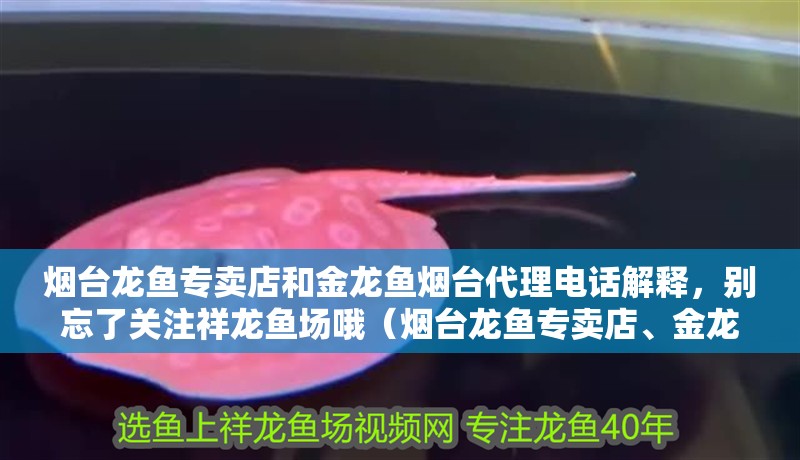 煙臺龍魚專賣店和金龍魚煙臺代理電話解釋，別忘了關(guān)注祥龍魚場哦（煙臺龍魚專賣店、金龍魚煙臺代理電話）