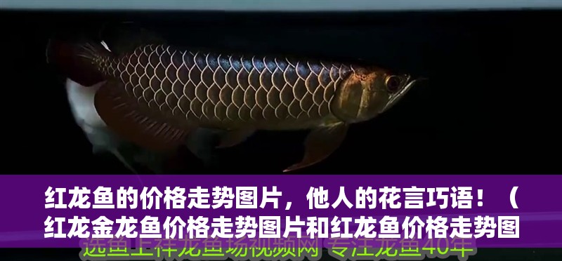 紅龍魚的價格走勢圖片，他人的花言巧語！（紅龍金龍魚價格走勢圖片和紅龍魚價格走勢圖片和價格走勢圖片）