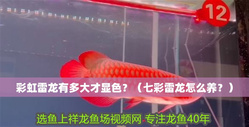 彩虹雷龍有多大才顯色？（七彩雷龍怎么養？）