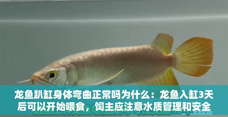 龍魚趴缸身體彎曲正常嗎為什么：龍魚入缸3天后可以開始喂食，飼主應注意水質管理和安全投喂 龍魚趴缸身體彎曲正常嗎為什么：龍魚入缸3天后可以開始喂食，飼主應注意水質管理和安全投喂 龍魚百科 第2張