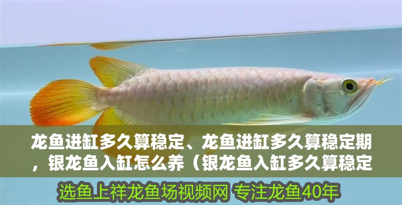 龍魚進缸多久算穩定、龍魚進缸多久算穩定期，銀龍魚入缸怎么養（銀龍魚入缸多久算穩定期）