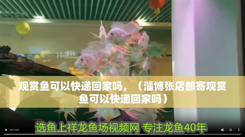 觀賞魚可以快遞回家嗎，（<strong><mark>淄博</mark></strong>張店郵寄觀賞魚可以快遞回家嗎）