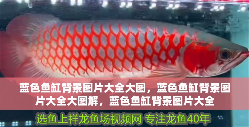 藍色魚缸背景圖片大全大圖，藍色魚缸背景圖片大全大圖解，藍色魚缸背景圖片大全