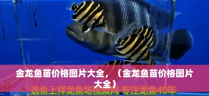 金龍魚苗價格圖片大全，（金龍魚苗價格圖片大全）