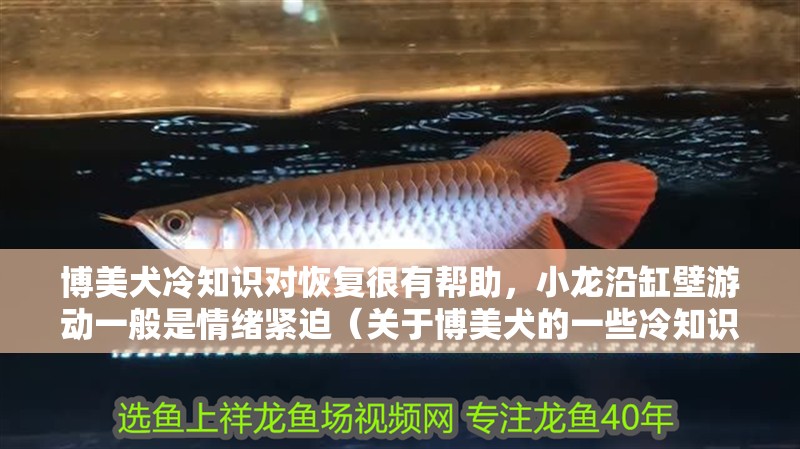 博美犬冷知識對恢復很有幫助，小龍沿缸壁游動一般是情緒緊迫（關于博美犬的一些冷知識）