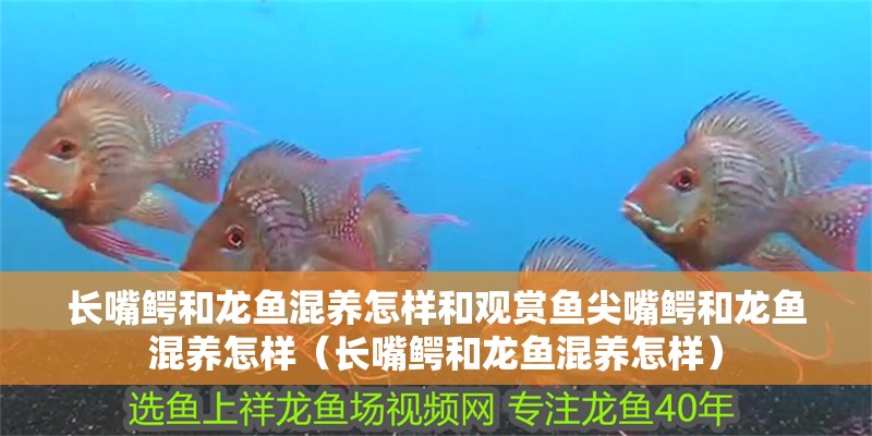 長嘴鱷和龍魚混養怎樣和觀賞魚尖嘴鱷和龍魚混養怎樣（長嘴鱷和龍魚混養怎樣）