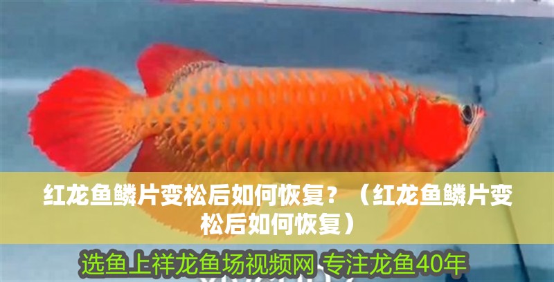 紅龍魚鱗片變松后如何恢復？（紅龍魚鱗片變松后如何恢復）