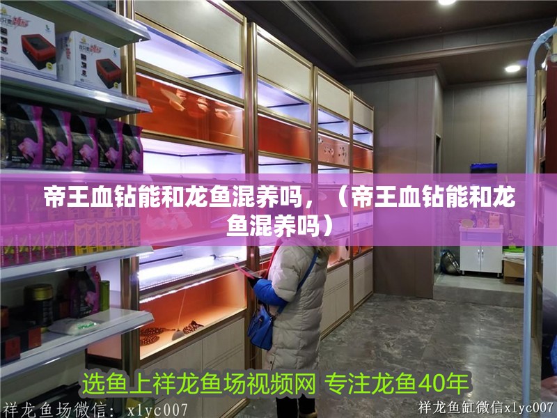 帝王血鉆能和龍魚混養嗎，（帝王血鉆能和龍魚混養嗎）