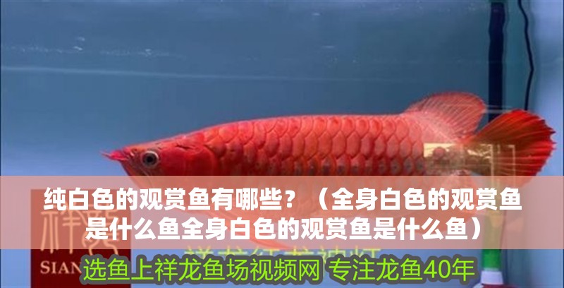 純白色的觀賞魚有哪些？（全身白色的觀賞魚是什么魚全身白色的觀賞魚是什么魚）