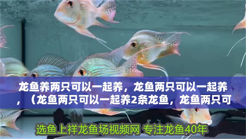 龍魚養兩只可以一起養，龍魚兩只可以一起養，（龍魚兩只可以一起養2條龍魚，龍魚兩只可以一起養嗎）