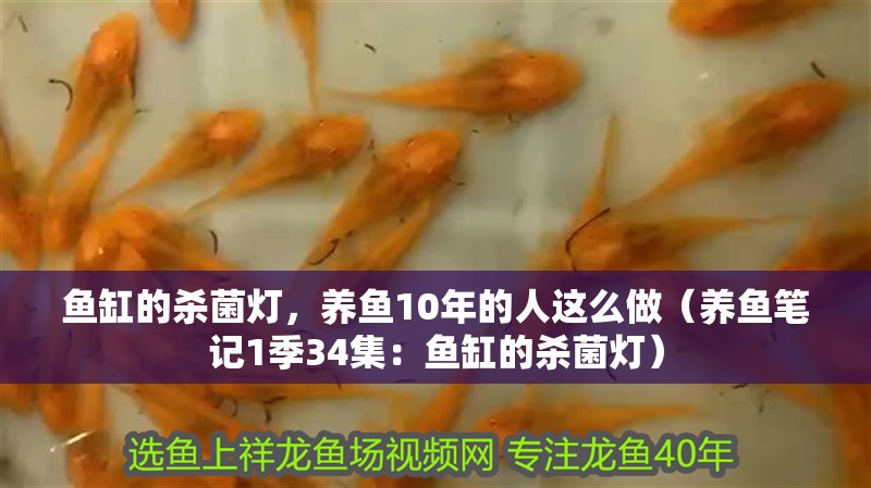 魚缸的殺菌燈，養(yǎng)魚10年的人這么做（養(yǎng)魚筆記1季34集：魚缸的殺菌燈）