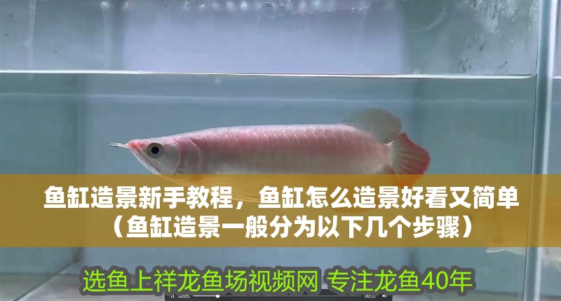 魚缸造景新手教程，魚缸怎么造景好看又簡單（魚缸造景一般分為以下幾個步驟）