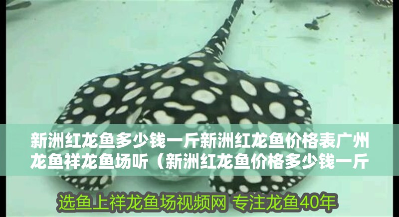 新洲紅龍魚多少錢一斤新洲紅龍魚價格表廣州龍魚祥龍魚場聽（新洲紅龍魚價格多少錢一斤新洲紅龍魚多少錢一斤） 新洲紅龍魚多少錢一斤新洲紅龍魚價格表廣州龍魚祥龍魚場聽（新洲紅龍魚價格多少錢一斤新洲紅龍魚多少錢一斤） 觀賞魚百科 第3張