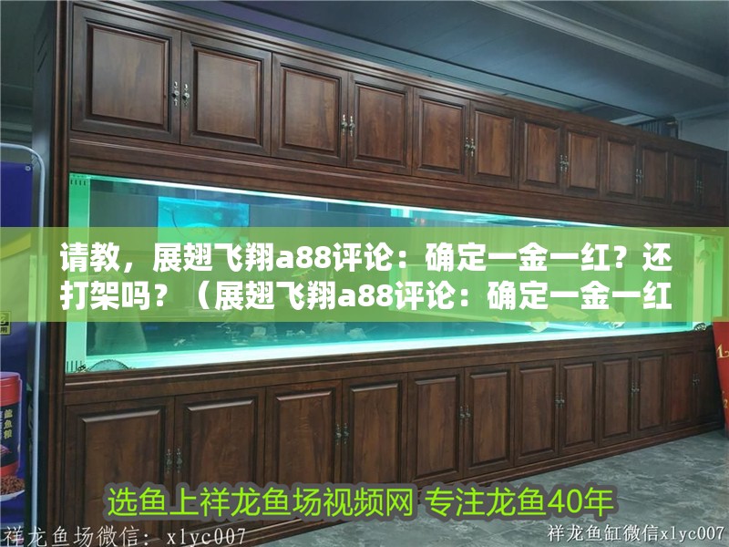 請教，展翅飛翔a88評論：確定一金一紅？還打架嗎？（展翅飛翔a88評論：確定一金一紅,我都是凌晨通宵照背） 請教，展翅飛翔a88評論：確定一金一紅？還打架嗎？（展翅飛翔a88評論：確定一金一紅,我都是凌晨通宵照背） 觀賞魚百科 第3張