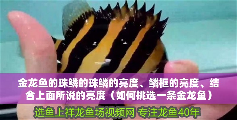 金龍魚的珠鱗的珠鱗的亮度、鱗框的亮度、結合上面所說的亮度（如何挑選一條金龍魚）