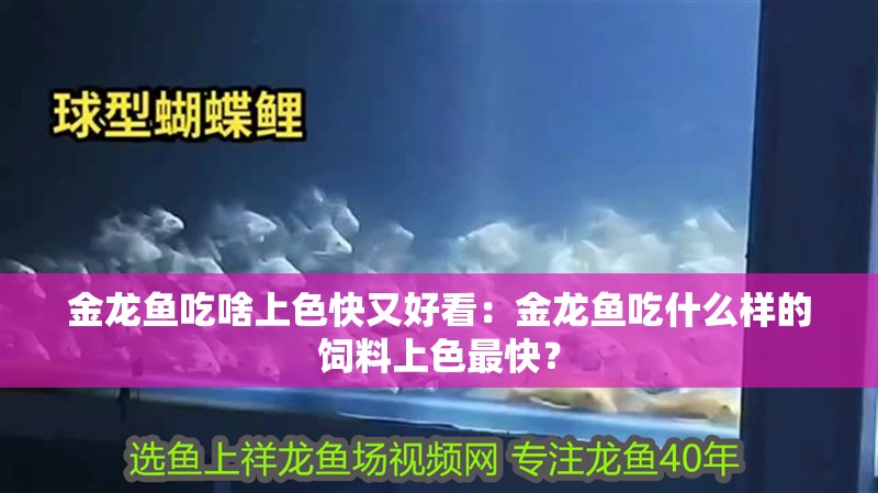金龍魚吃啥上色快又好看：金龍魚吃什么樣的飼料上色最快？