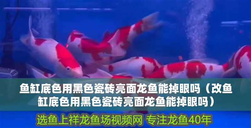 魚缸底色用黑色瓷磚亮面龍魚能掉眼嗎（改魚缸底色用黑色瓷磚亮面龍魚能掉眼嗎）