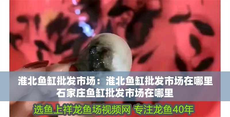 淮北魚缸批發市場：淮北魚缸批發市場在哪里石家莊魚缸批發市場在哪里